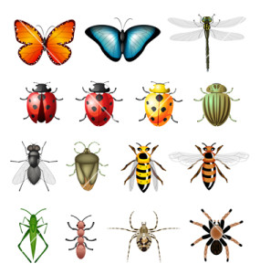 insects-bugs-vector-556031